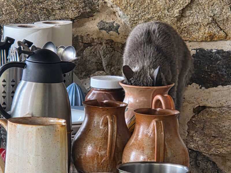 Le chat au refuge